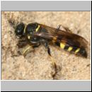 Gorytes laticinctus - Grabwespe 10 12mm beim Nestbau.jpg